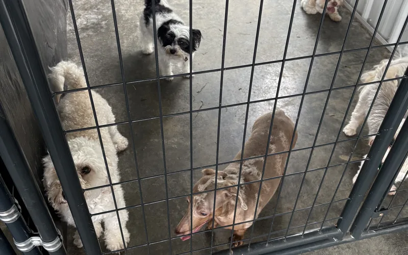 Small-dog boarding guests — a shih tzu, a dachshund, and two poodle mixes — in the indoor run