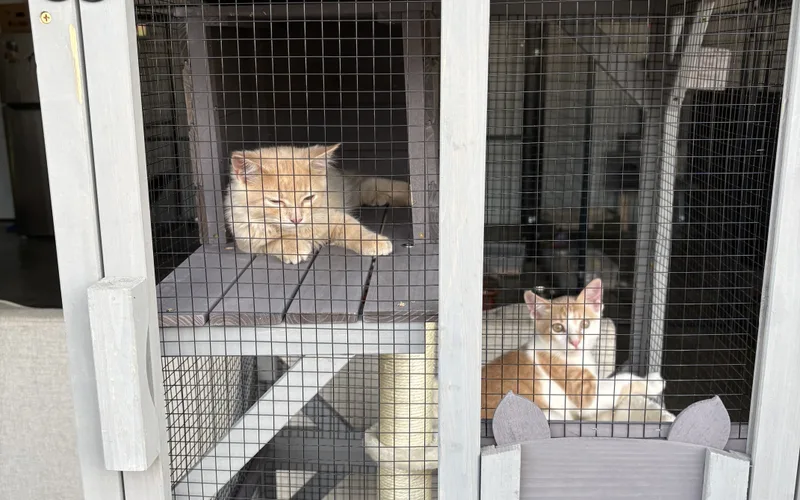 Two orange kittens lounging on the shelves of a multi-level cat condo in our quiet cat room
