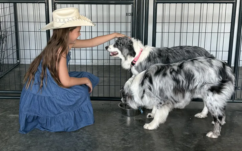 A young girl in a cowboy hat petting a blue merle Australian Shepherd inside our dog boarding suites