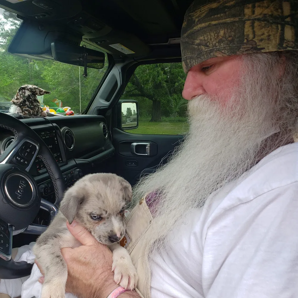 A blue merle Australian Shepherd puppy cradled close in the front seat of the truck